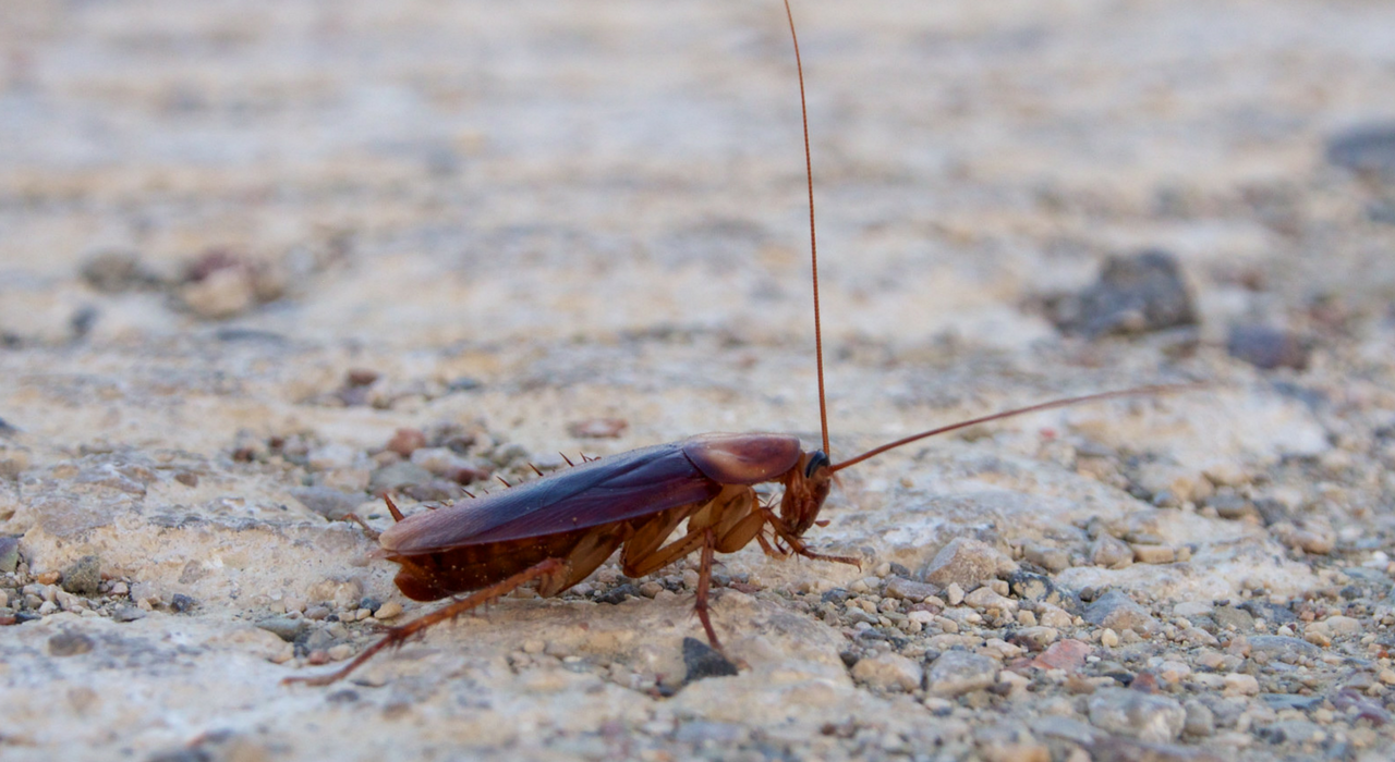 Ученые рассказали, почему тараканы такие живучие