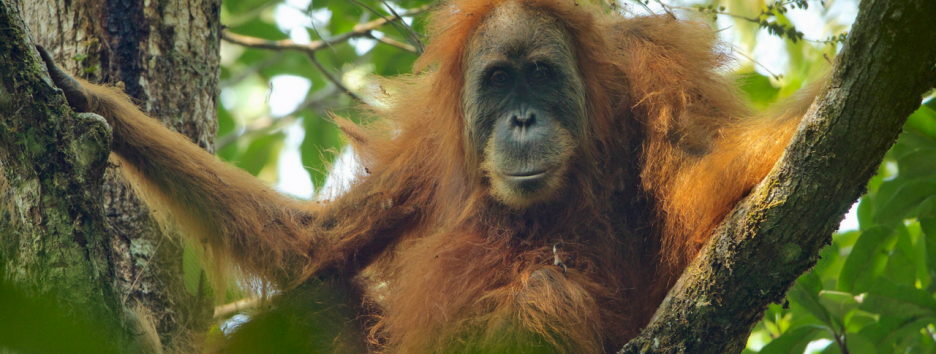 К 2050 году в мире исчезнет множество видов животных - исследование