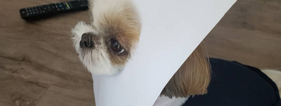 В Instagram набирает популярности флешмоб: люди рисуют домашних животных