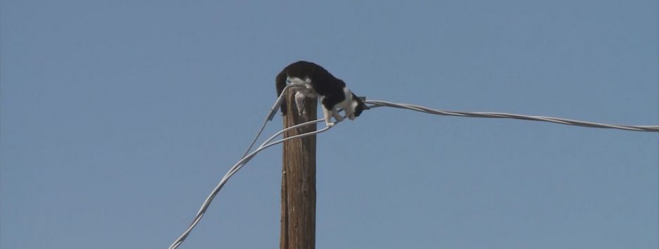 Телеканал Аризоны полтора часа транслировал, как кошка не могла слезть со столба
