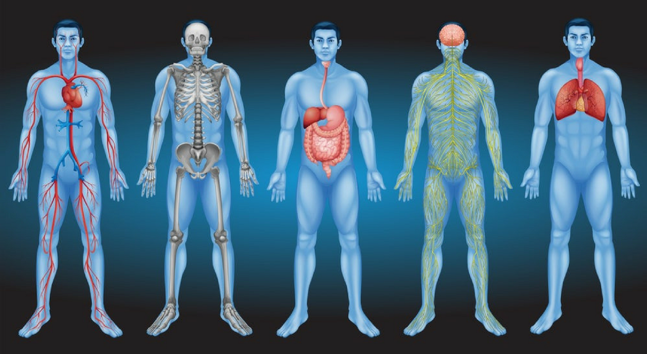 В теле человека нашли необычную структуру, которую могут признать новым органом