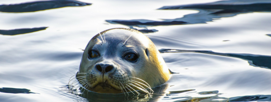 Почему киты, ламантины и другие морские млекопитающие такие большие