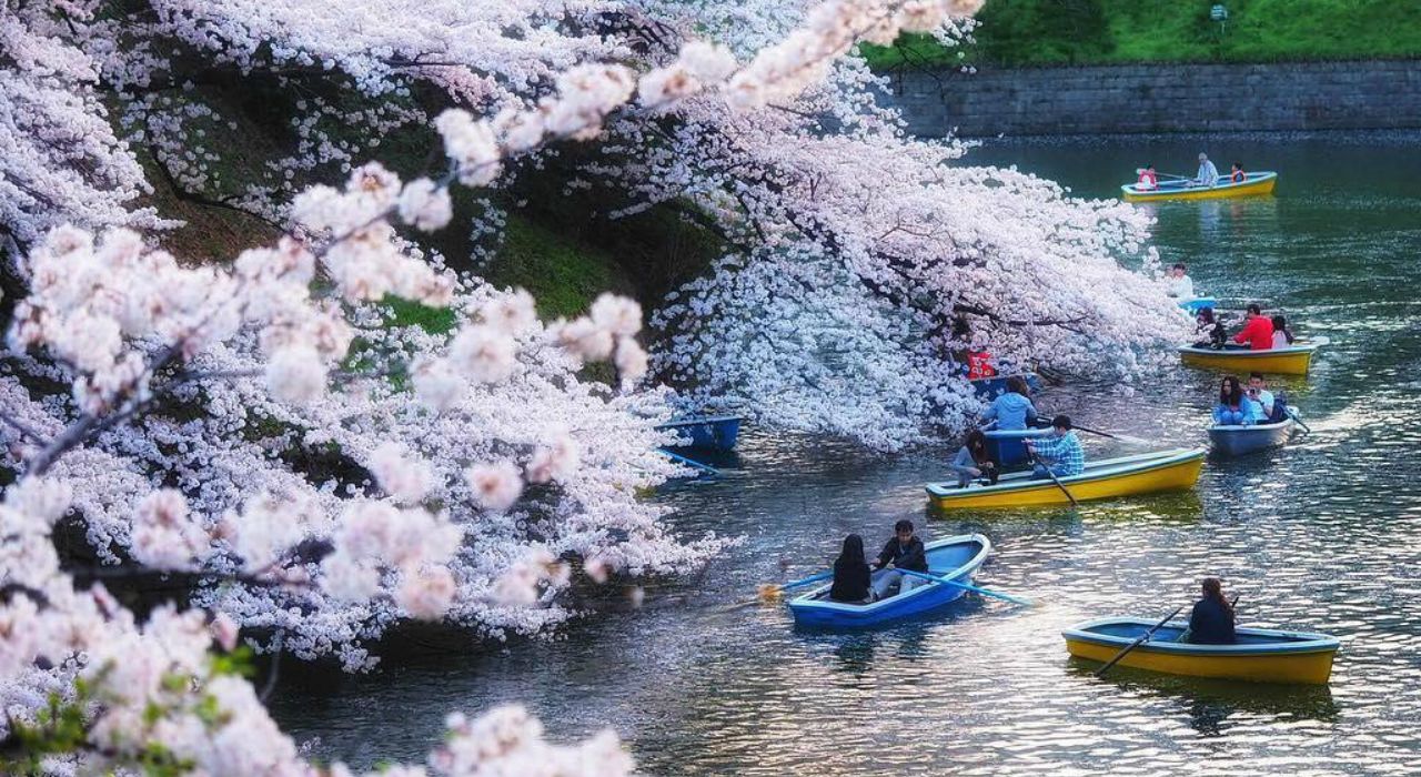 Цветущая сакура в Японии: в социальных сетях делятся красивыми снимками деревьев