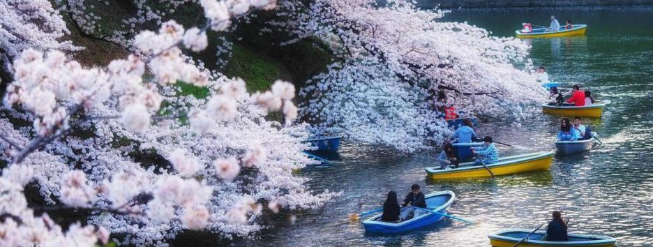 Цветущая сакура в Японии: в социальных сетях делятся красивыми снимками деревьев