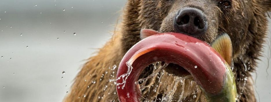 Лучшие снимки победителей конкурса Smithsonian photo contest