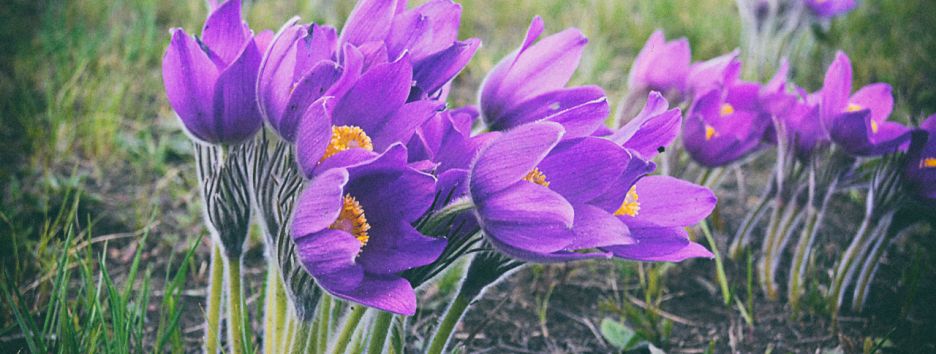 Операция «Подснежник»: какой штраф грозит украинцам за покупку первоцветов