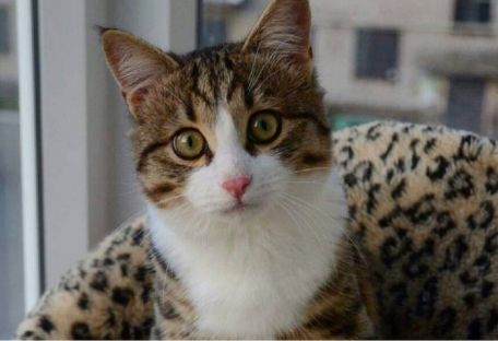 Эмоциональный кот Рекси покоряет интернет, несмотря на свои проблемы