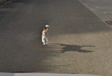 В Японии собака бежала за машиной, которая снимала для Google Street View