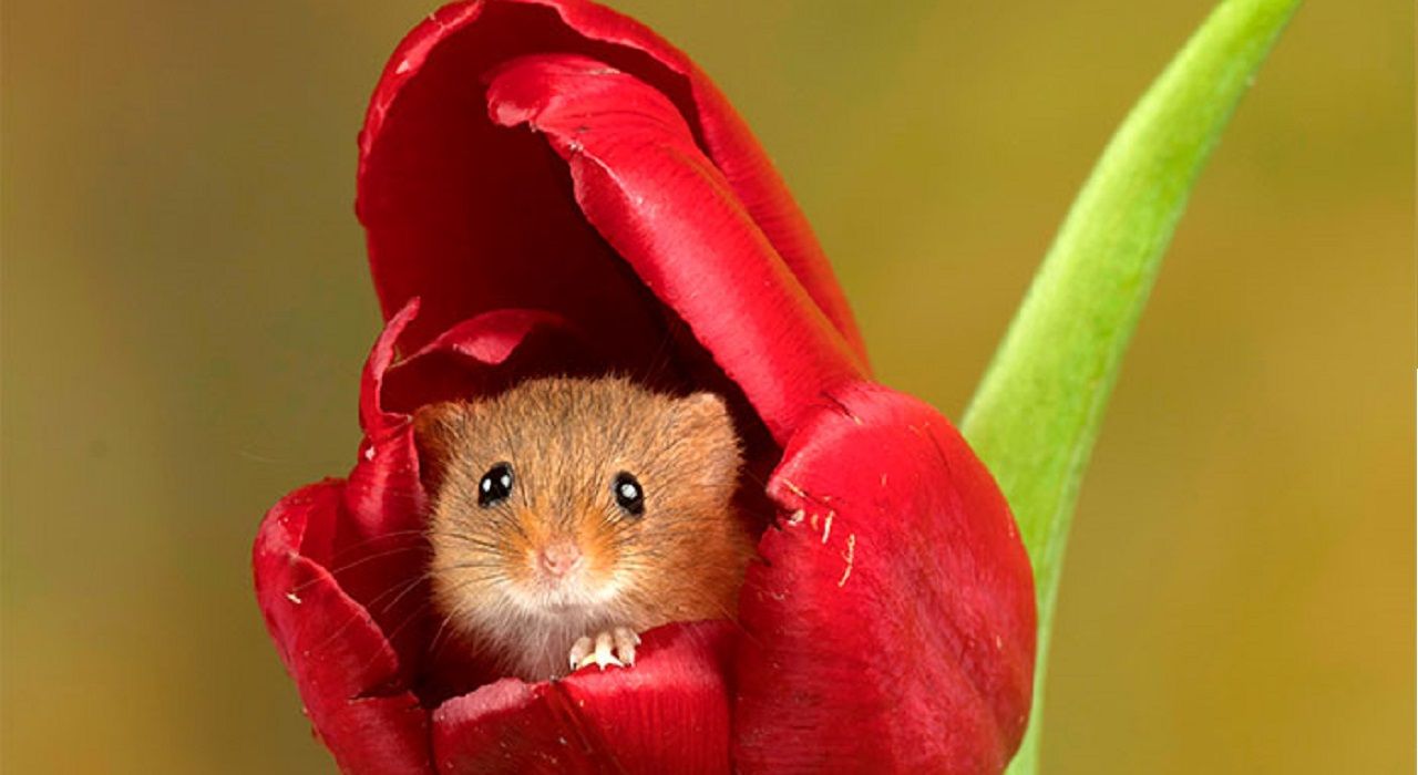 Британский фотограф делает удивительные снимки маленьких мышек в тюльпанах