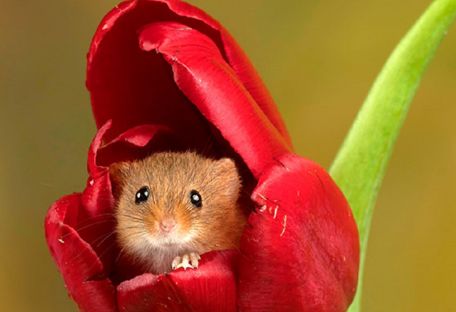 Британский фотограф делает удивительные снимки маленьких мышек в тюльпанах