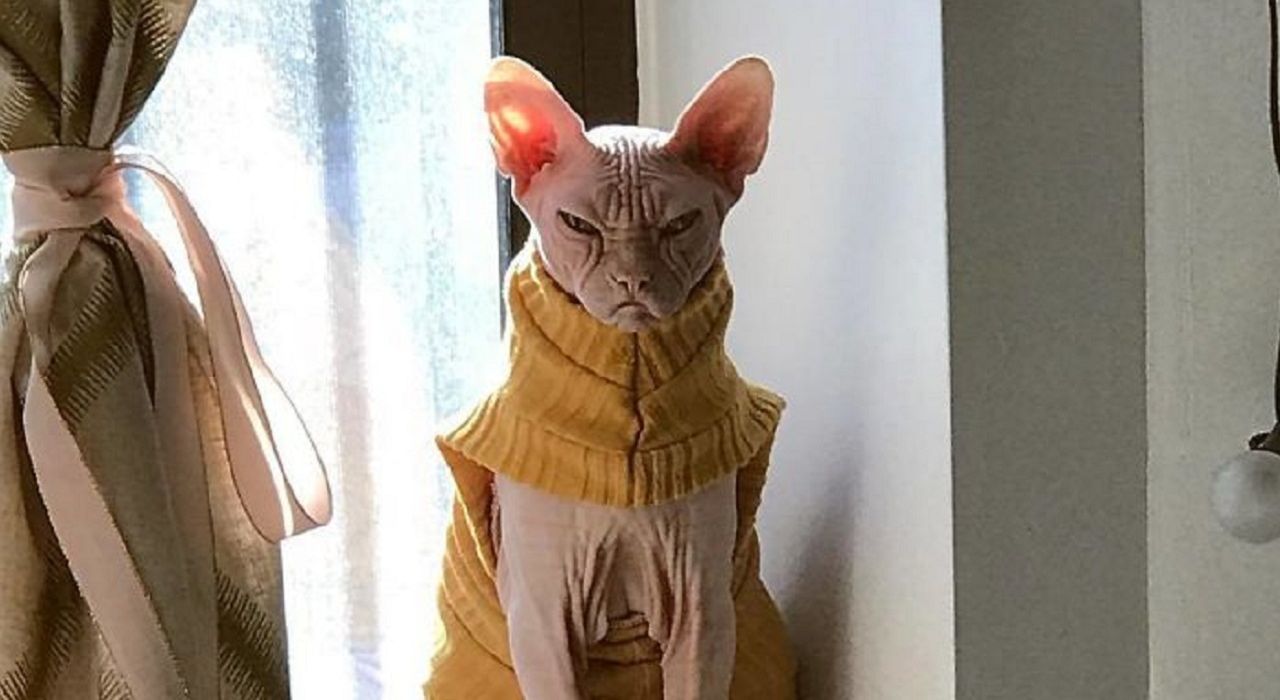 В сети набирает популярности самый злой кот-сфинкс Локи