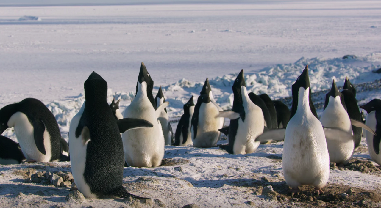 Вышел трейлер нового документального фильма «Пингвины»