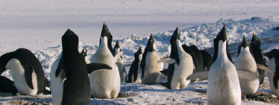 Вышел трейлер нового документального фильма «Пингвины»