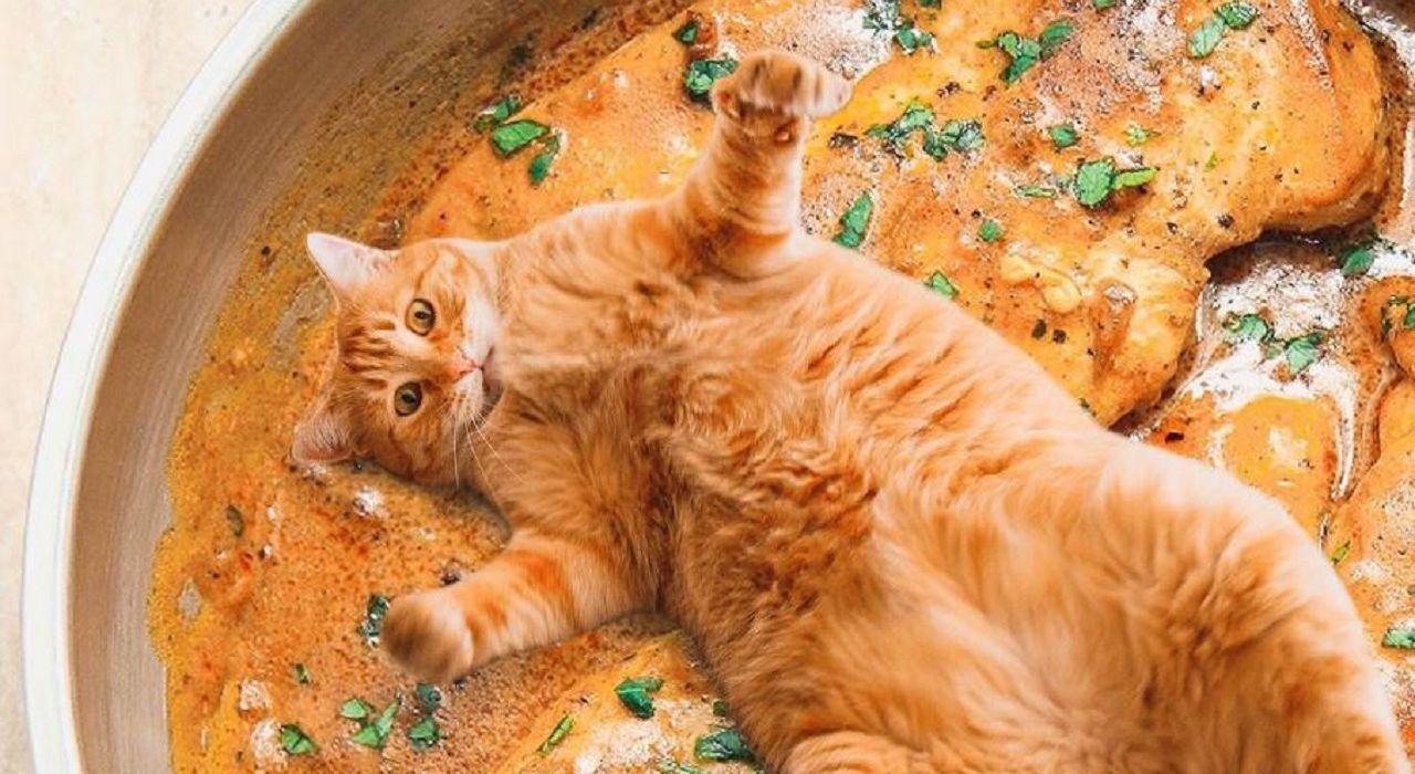 Художница создает в Photoshop необычные кадры: она совмещает котиков и еду