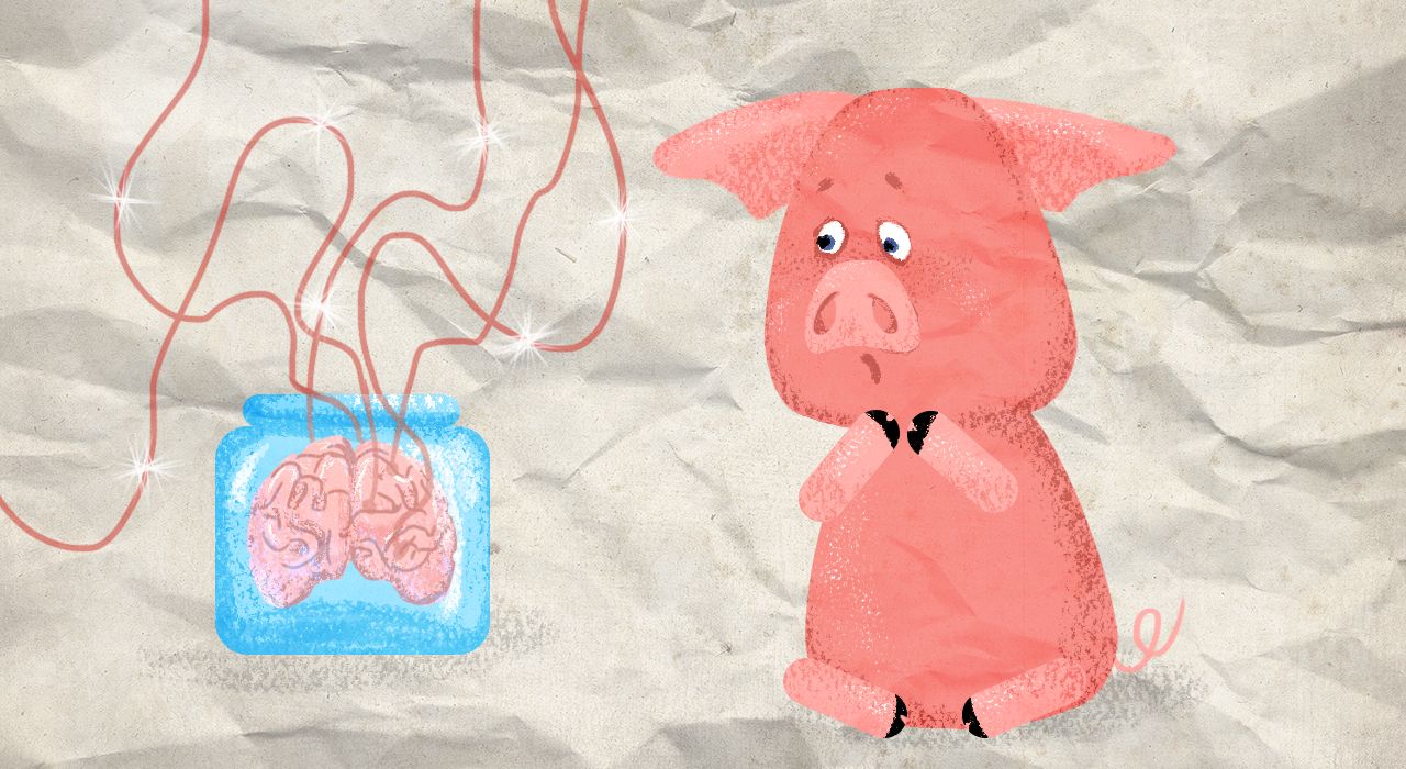 Ученые смогли сохранить живой мозг свиньи вне тела. Люди на очереди?
