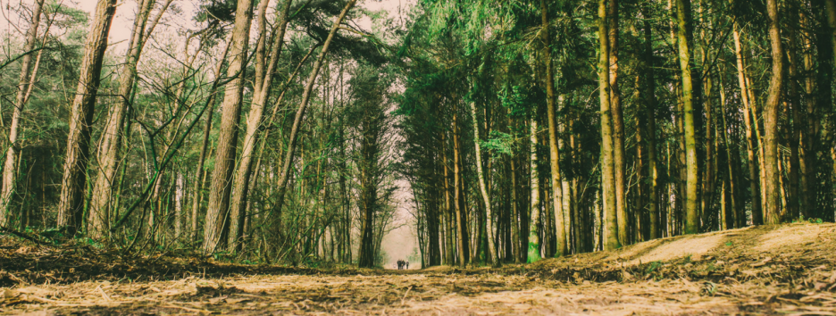 В Японии научились делать алкоголь из деревьев