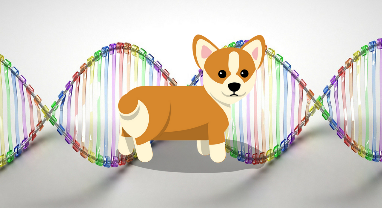 ДНК-путаница: генетический тест не отличил собаку от человека