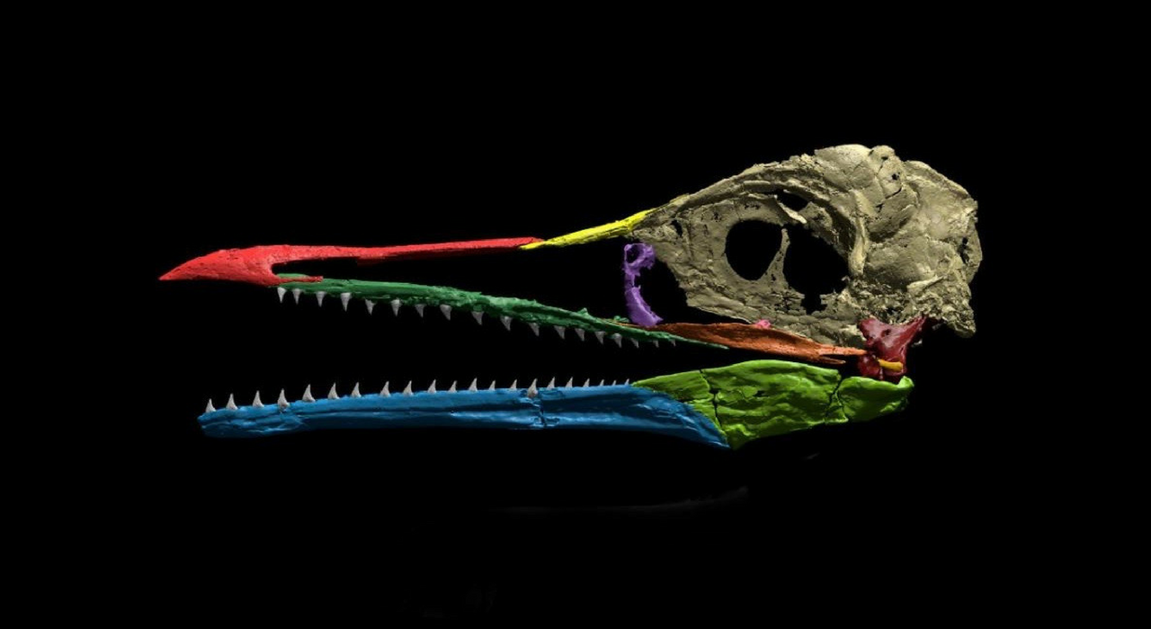 Палеонтологи нашли первый в природе птичий клюв прямо у себя под носом