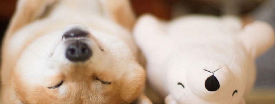Топ-20 самых умных и находчивых собак породы сиба-ину