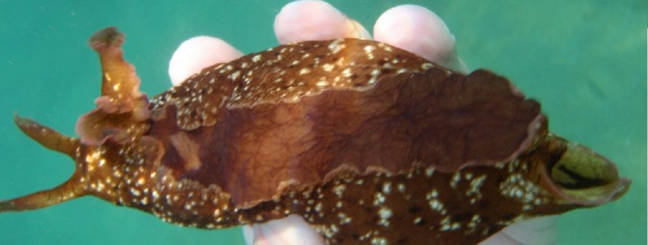 Биологи впервые в истории пересадили память. Эксперимент провели на улитках