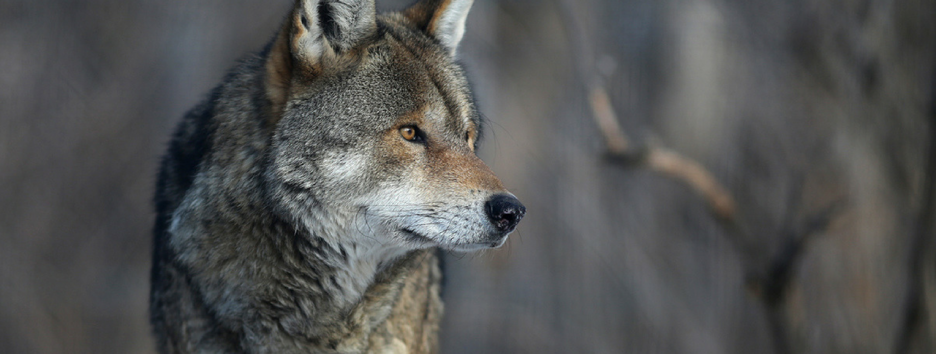 7 животных, которые вскоре могут навсегда исчезнуть с лица земли