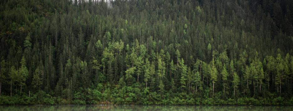 Растения перевесили всю остальную жизнь на Земле