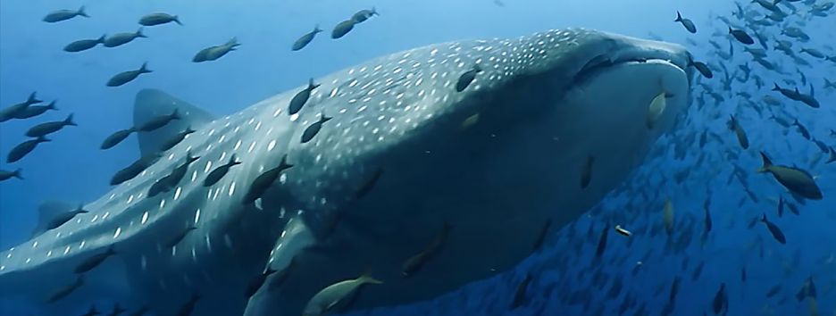 Канал BBC Earth выложил 40 часов съемок океана — видео