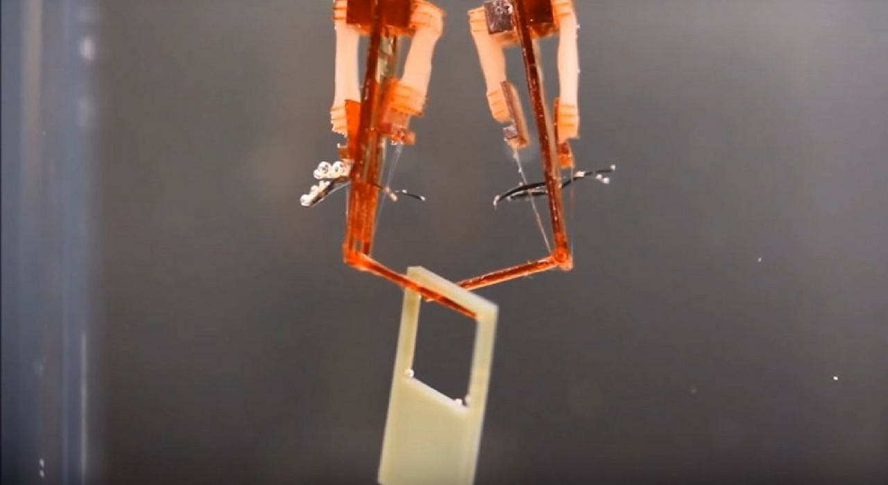 Создан биогибридный робот с живыми мышцами