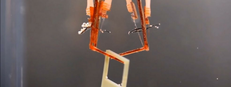 Создан биогибридный робот с живыми мышцами