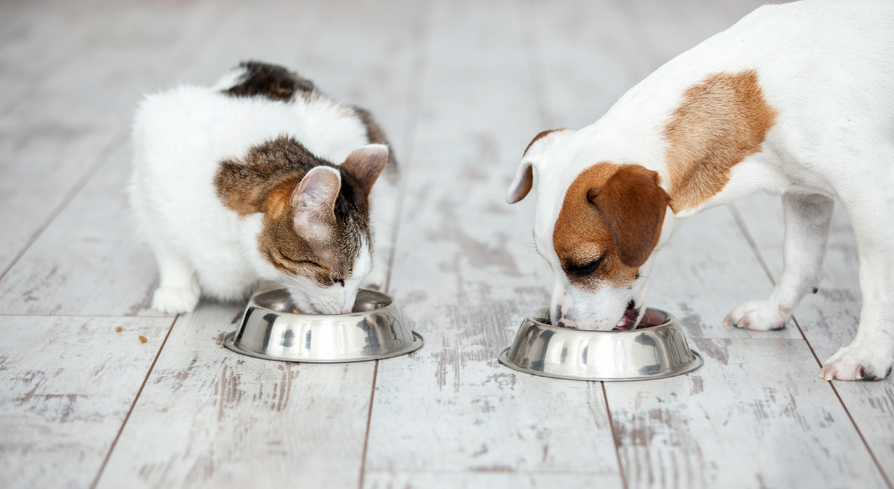 Ученые выяснили, какую еду на самом деле предпочитают кошки и собаки
