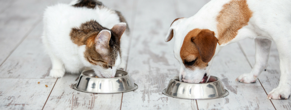 Ученые выяснили, какую еду на самом деле предпочитают кошки и собаки