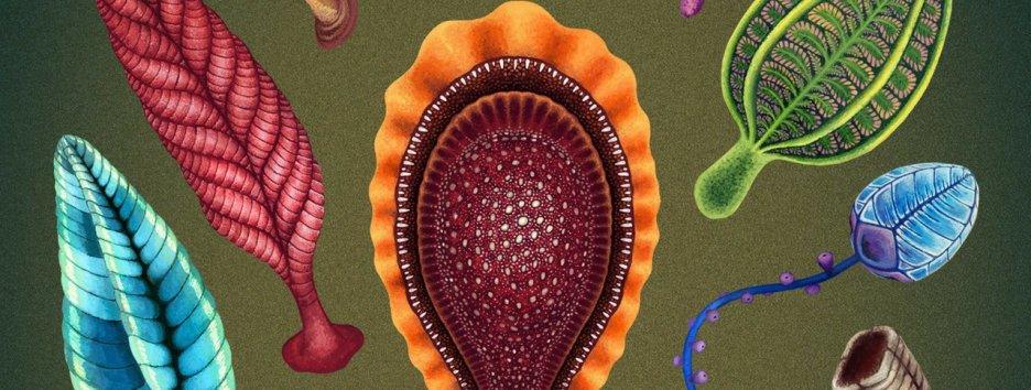 Обнаружены самые ранние следы животного. Им около 550 млн лет
