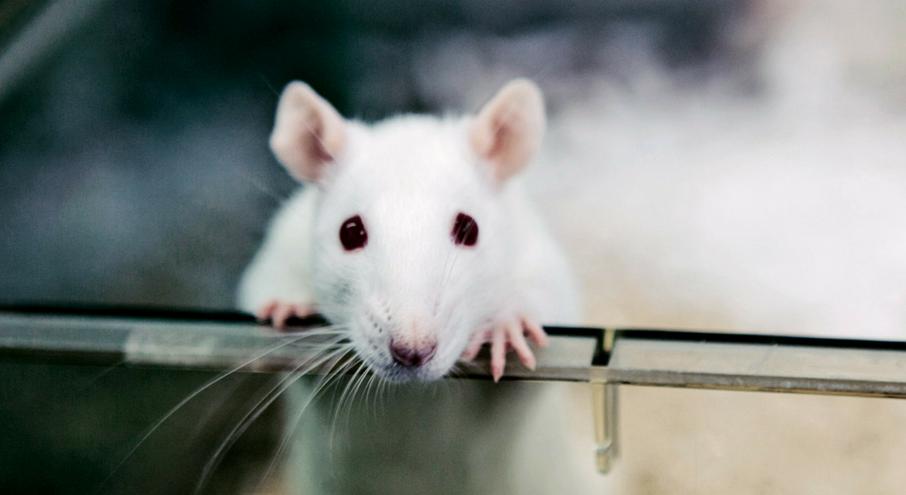 Новая надежда: генная терапия восстановила повреждения спинного мозга у крыс