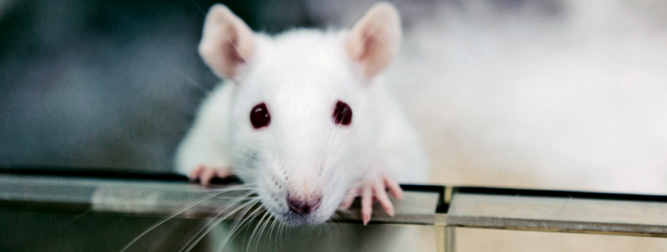 Новая надежда: генная терапия восстановила повреждения спинного мозга у крыс