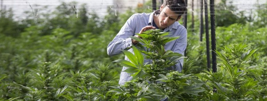 Хотите выращивать медицинскую марихуану? Израиль готов помочь!