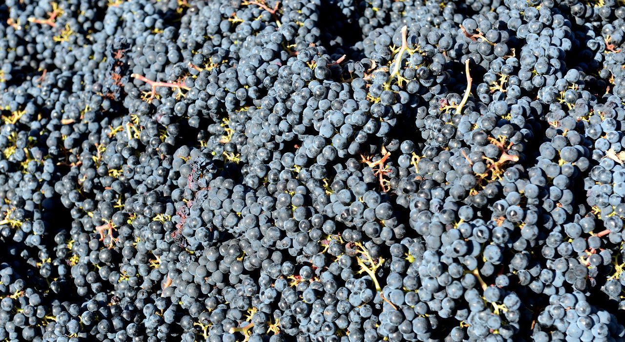 Что наука знает о вине: почему аргентинское вино не похоже на бордо?