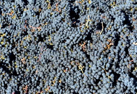 Что наука знает о вине: почему аргентинское вино не похоже на бордо?