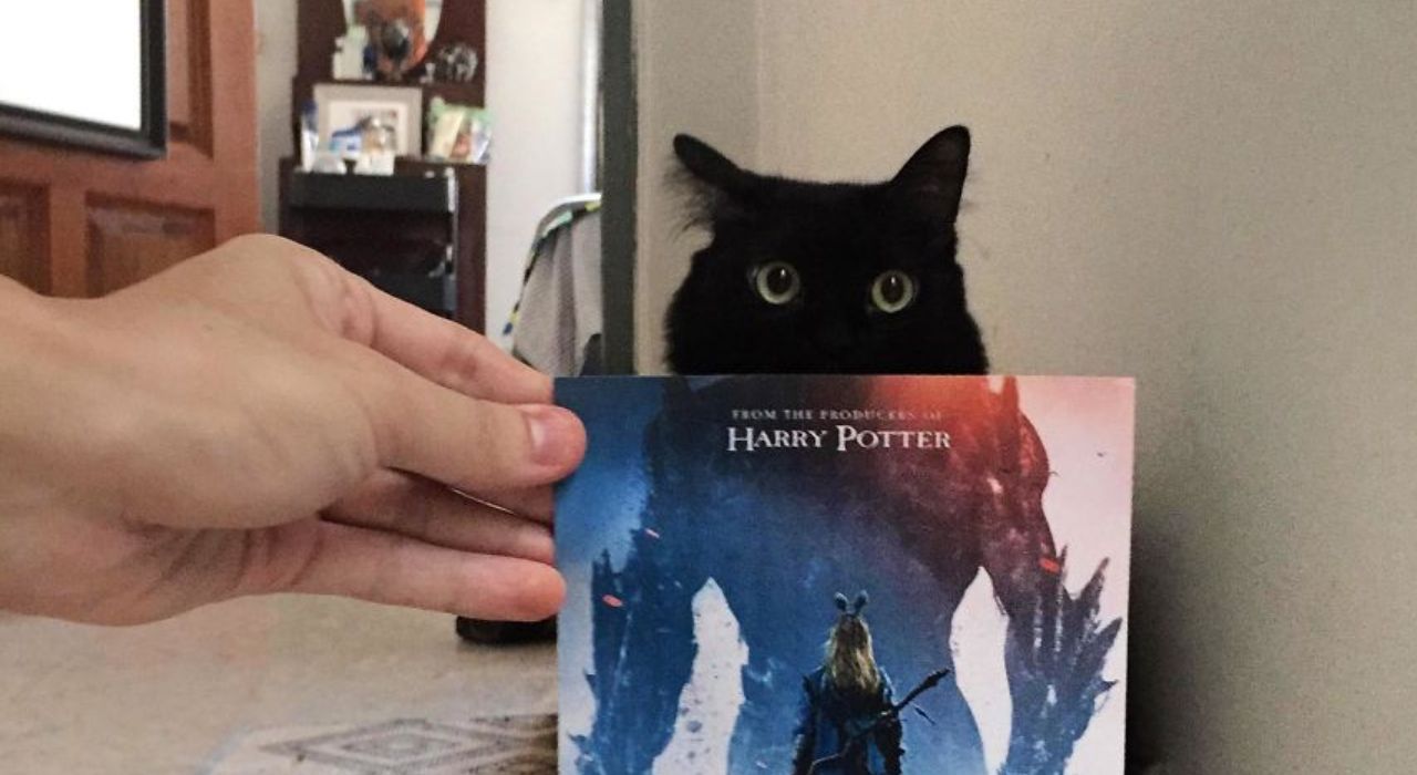 Голливудские постеры с котами: в сети появились смешные версии знаменитых фильмов
