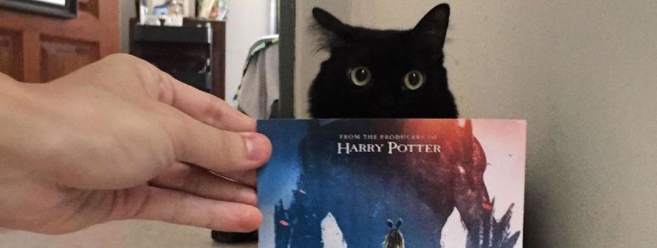 Голливудские постеры с котами: в сети появились смешные версии знаменитых фильмов