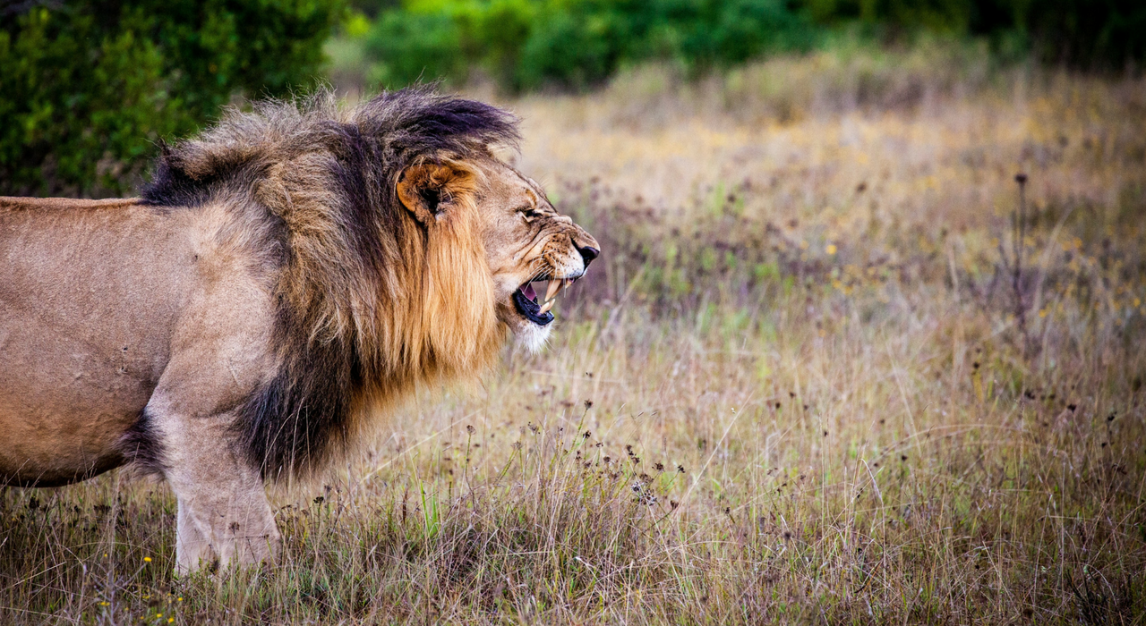 В Южной Африке львы съели браконьеров