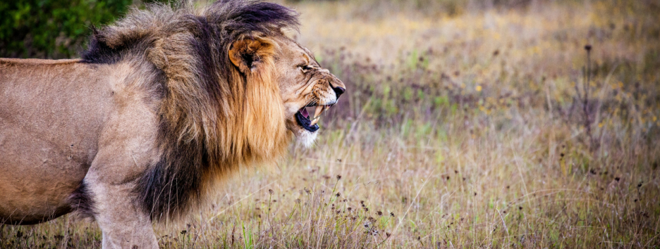 В Южной Африке львы съели браконьеров