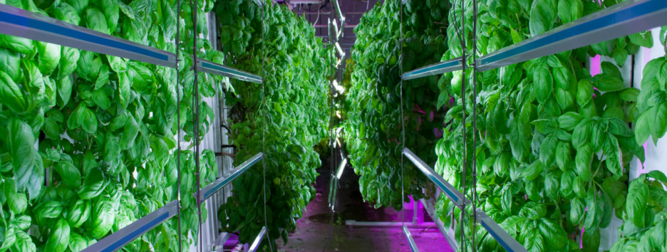 Самая большая вертикальная ферма в мире накормит пассажиров известной авиакомпании