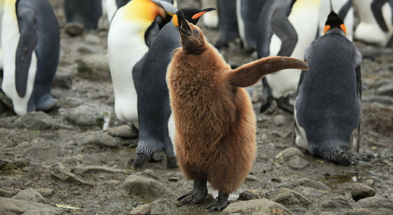 Мир потерял треть всех королевских пингвинов, и ученые не знают, почему
