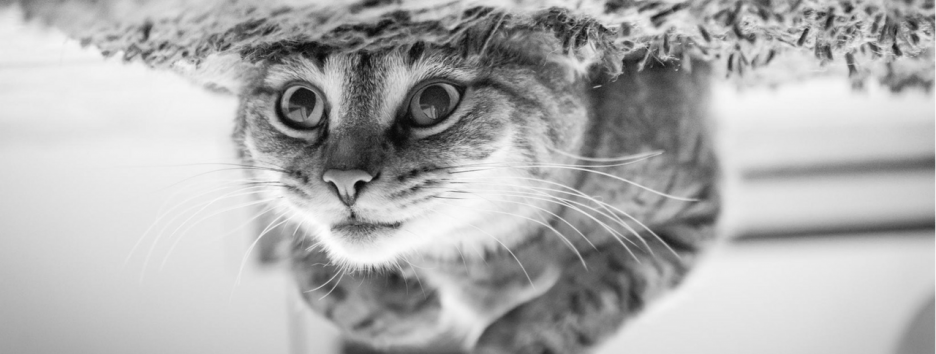 Всемирный день кошек: 7 малоизвестных фактов о ваших питомцах