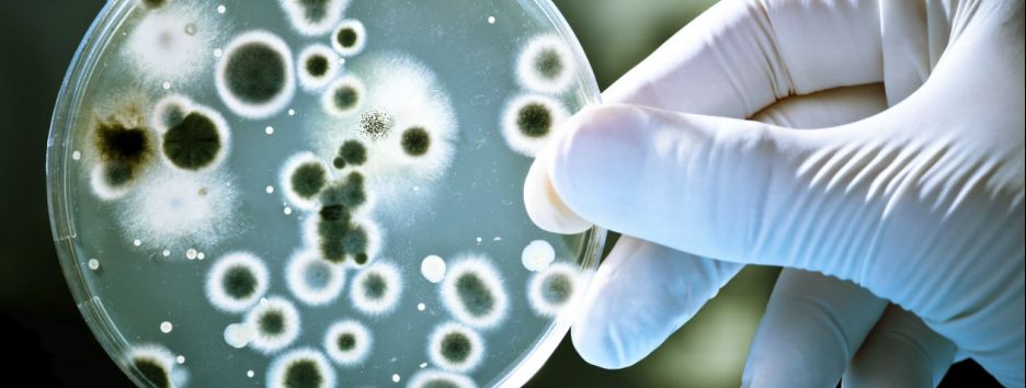 Устройство для смартфона проверяет реакцию бактерий на антибиотики