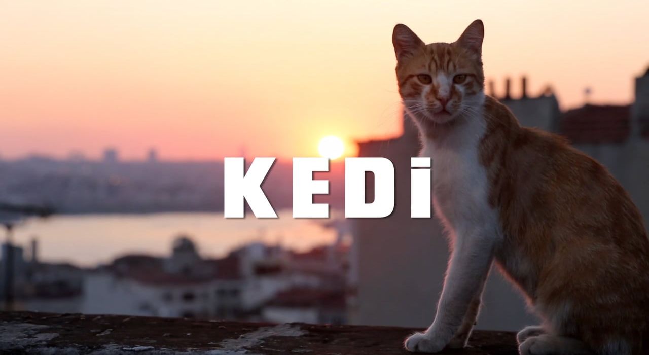 Вышел трейлер документального фильма об уличных котах Стамбула