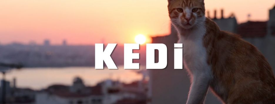 Вышел трейлер документального фильма об уличных котах Стамбула