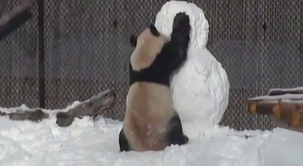 Панда из Торонто сразилась со снеговиком