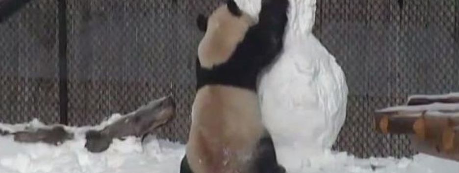 Панда из Торонто сразилась со снеговиком