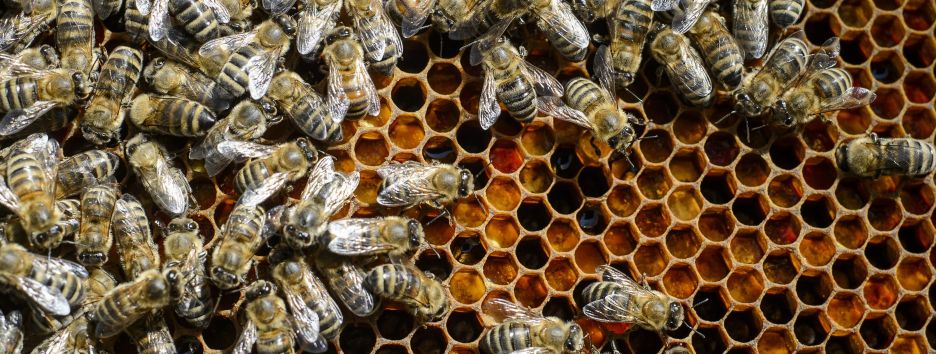 Как пчелы влияют на создание искусственного интеллекта